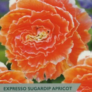2 Begonia Expresso Sugardip Apricot
