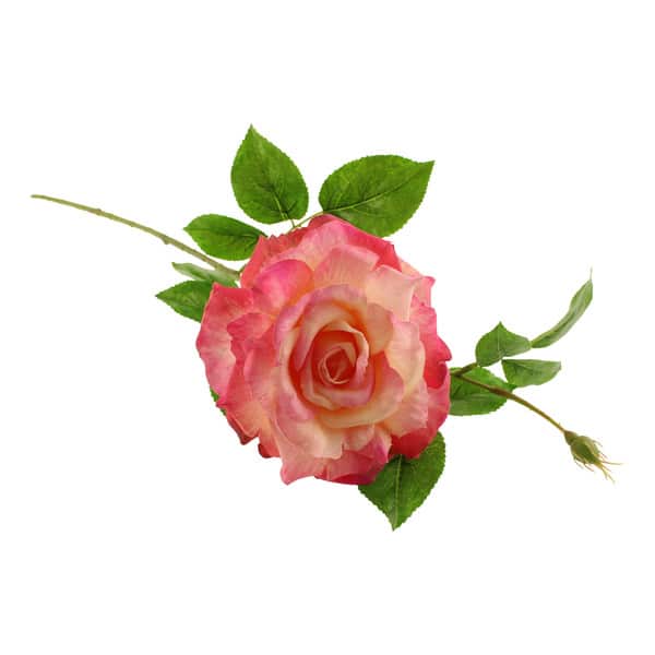 67cm Pink Alba Rose with Bud - Gordon Rigg
