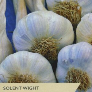1 Garlic Solent Wight